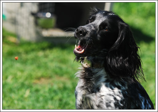 Shejpa catching a treat