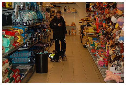 Greeting another dog in the pet store