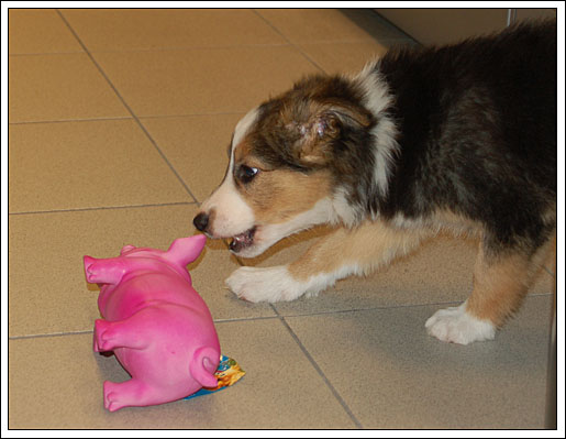 Trying out toys at the pet store