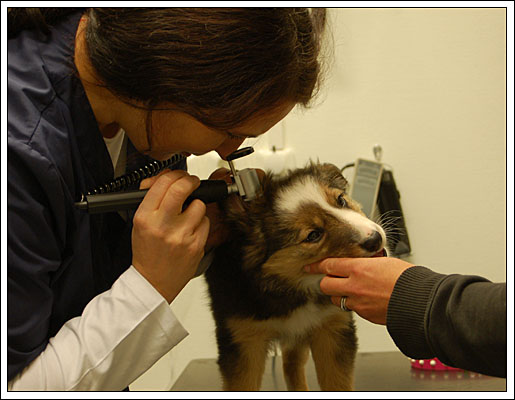 Training at the vets