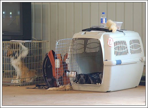 Shejpa relaxing in her crate