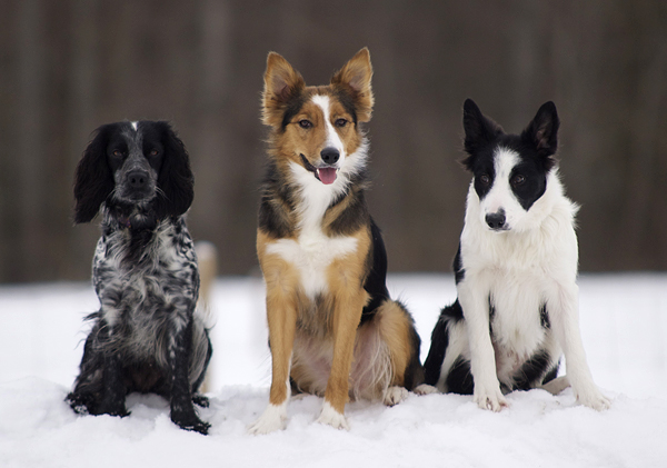 My dogs