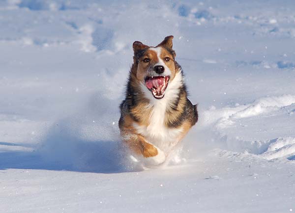 Playing in the snow