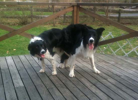 Jen and Loki