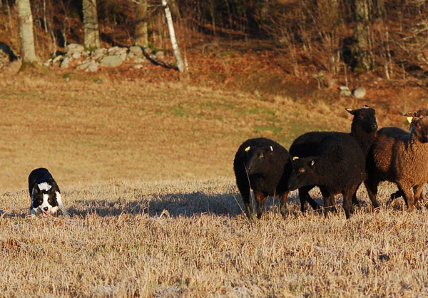 Herding December